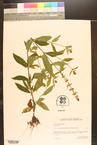 Stachys hispida image